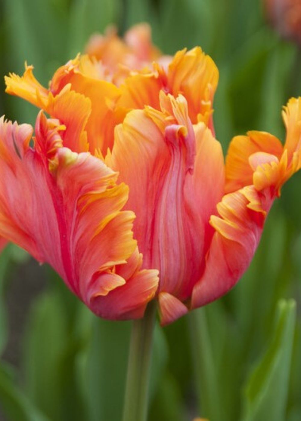 Pre - Cooled Avignon Parrot Tulip Bulbs - Menagerie Farm & Flower