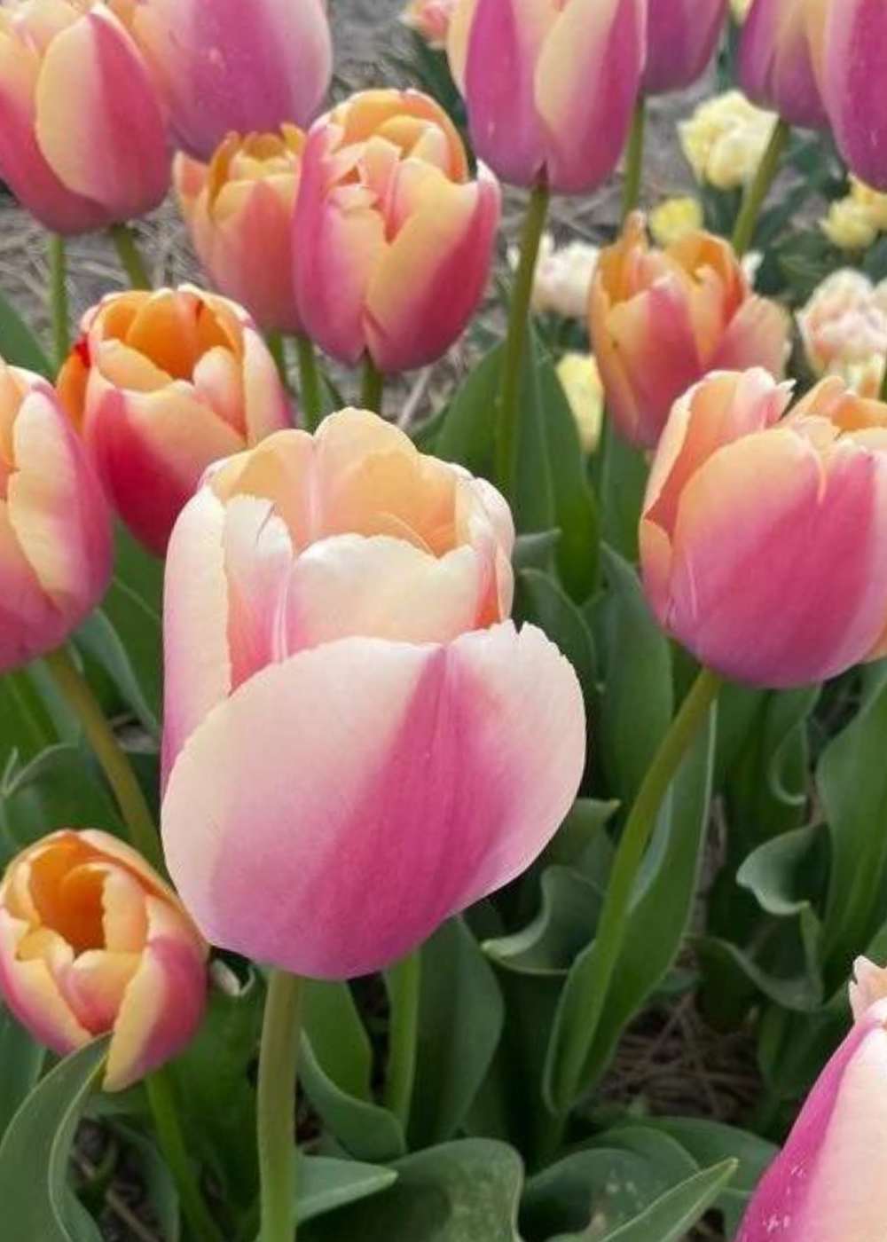 Pre - Cooled Coral Pride Tulip Bulbs - Menagerie Farm &amp; Flower