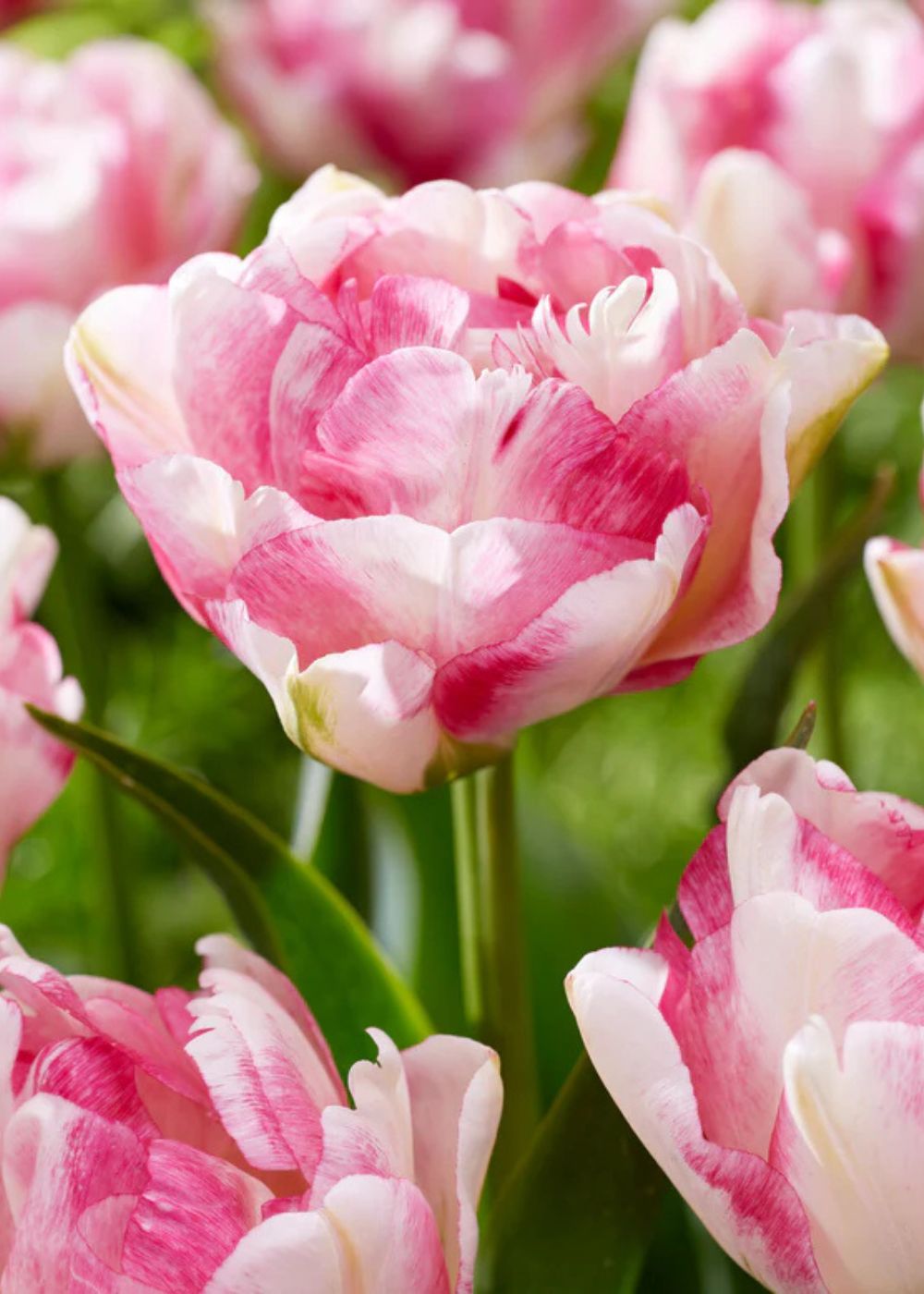 Pre - Cooled Double Shake Tulip Bulbs - Menagerie Farm & Flower