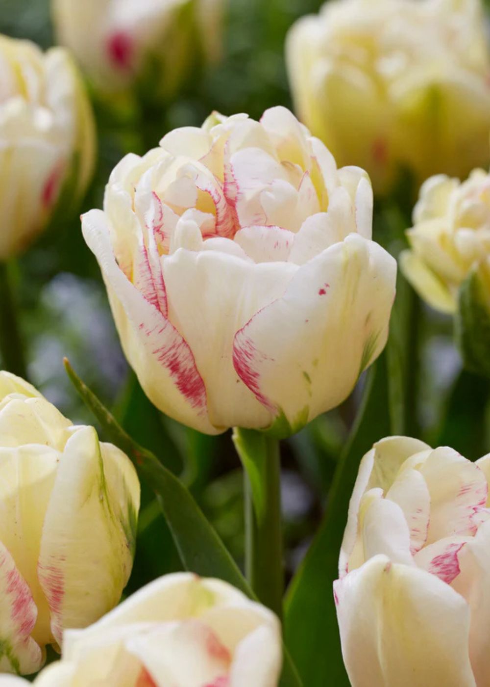 Pre - Cooled Double Shake Tulip Bulbs - Menagerie Farm & Flower