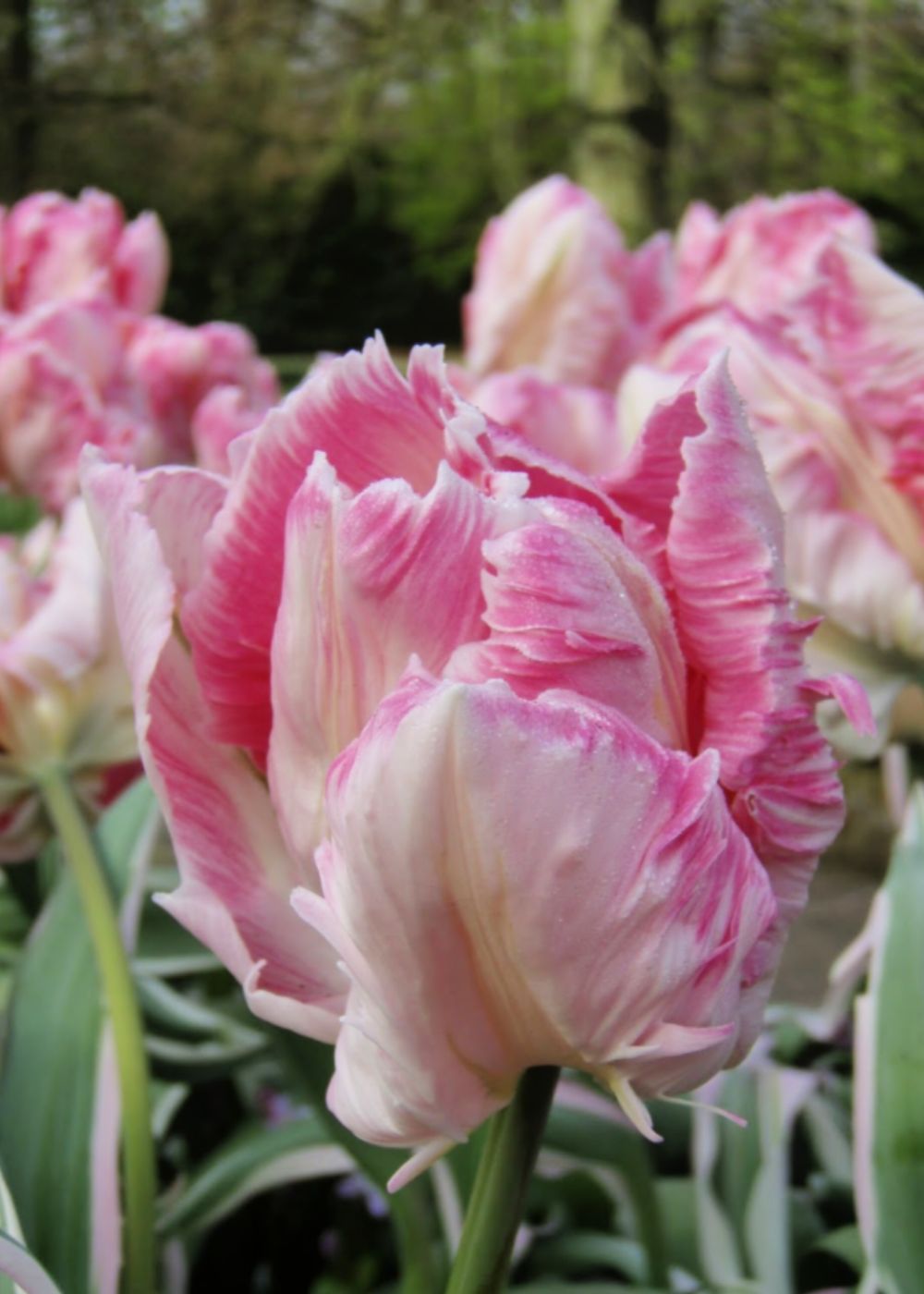 Pre - Cooled Elsenburg Tulip Bulbs - Menagerie Farm & Flower