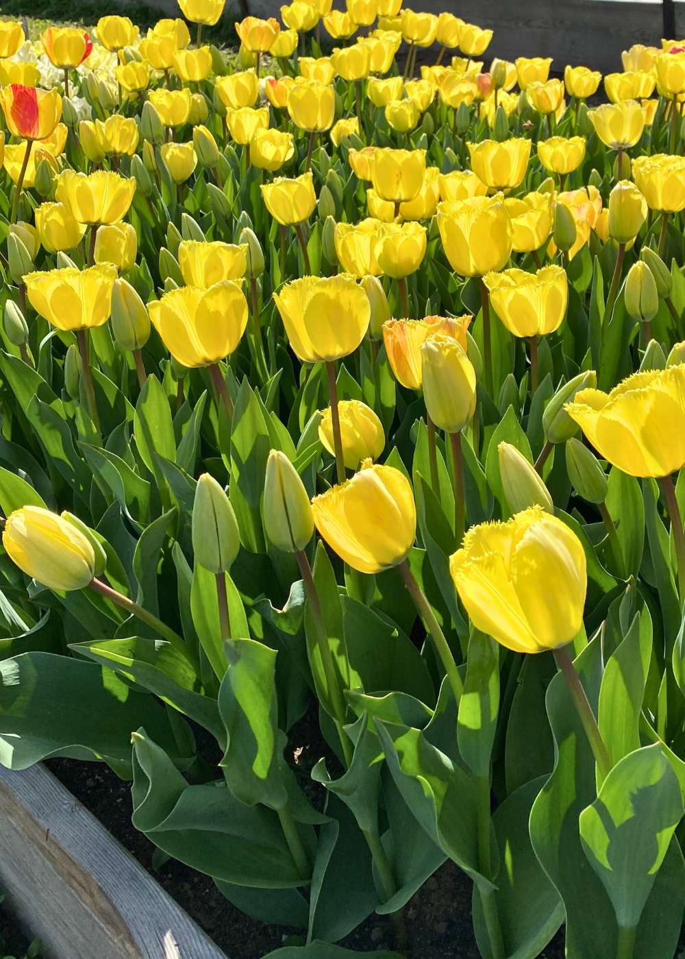 Pre - Cooled Fringed Elegance Tulip Bulbs - Menagerie Farm & Flower