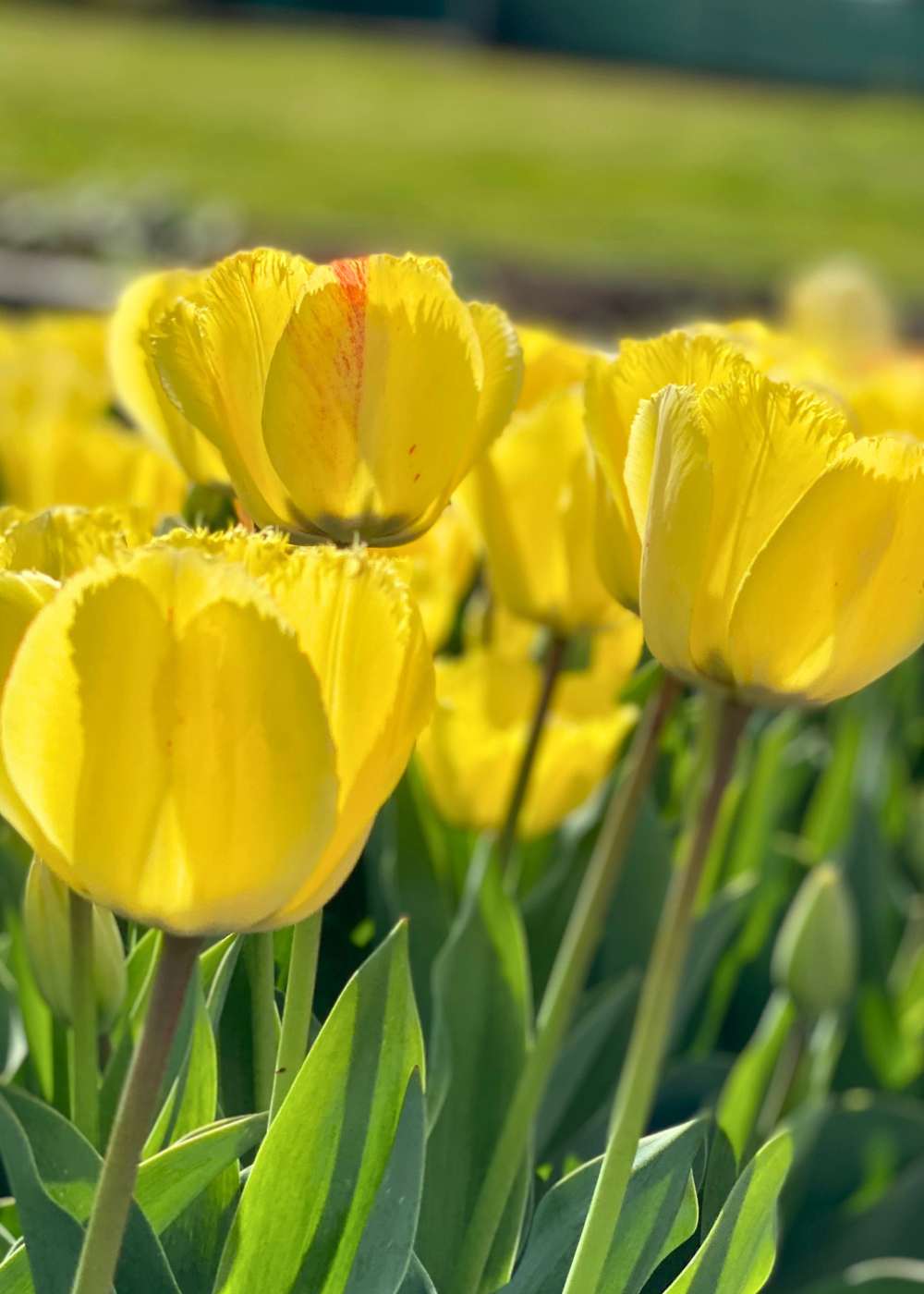 Pre - Cooled Fringed Elegance Tulip Bulbs - Menagerie Farm &amp; Flower