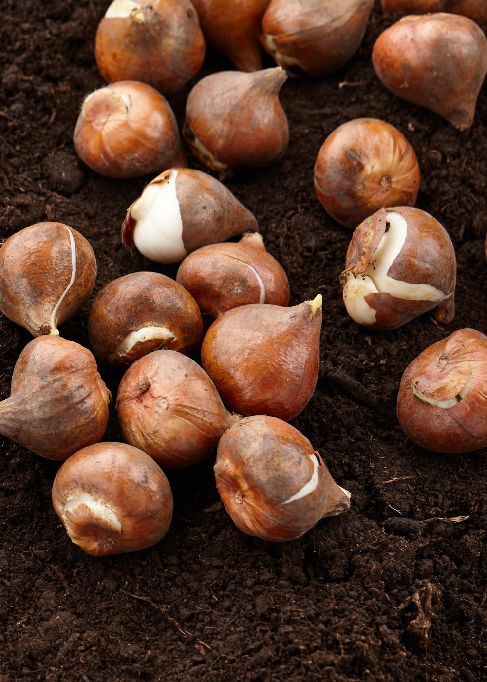 Pre - Cooled Fringed Elegance Tulip Bulbs - Menagerie Farm &amp; Flower