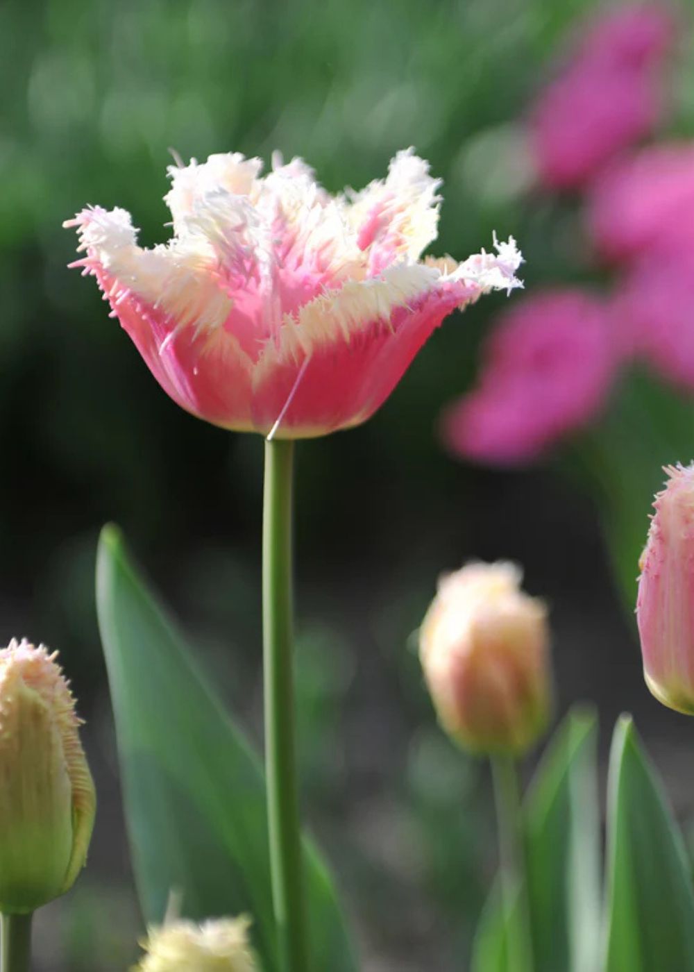 Pre - Cooled Hawaii Tulip Bulbs - Menagerie Farm &amp; Flower
