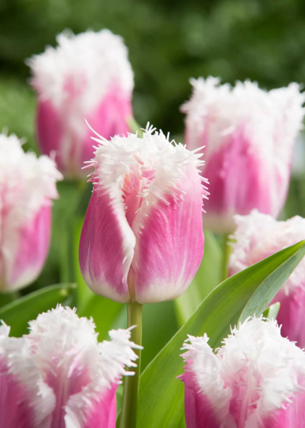 Pre - Cooled Hawaii Tulip Bulbs - Menagerie Farm & Flower