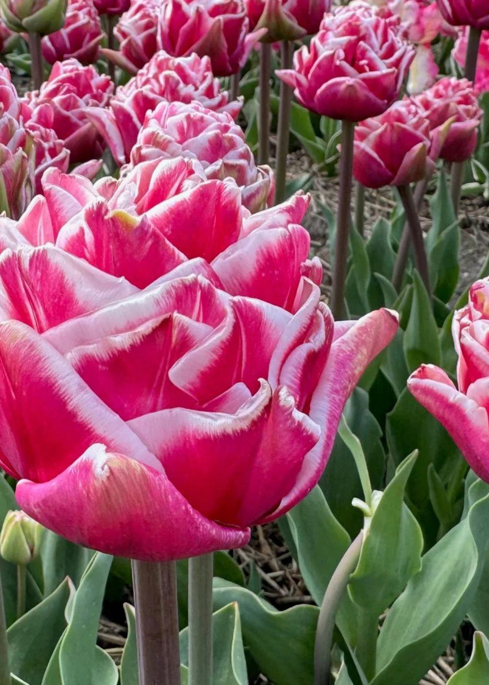 Pre - Cooled Let's Dance Tulip Bulbs - Menagerie Farm & Flower