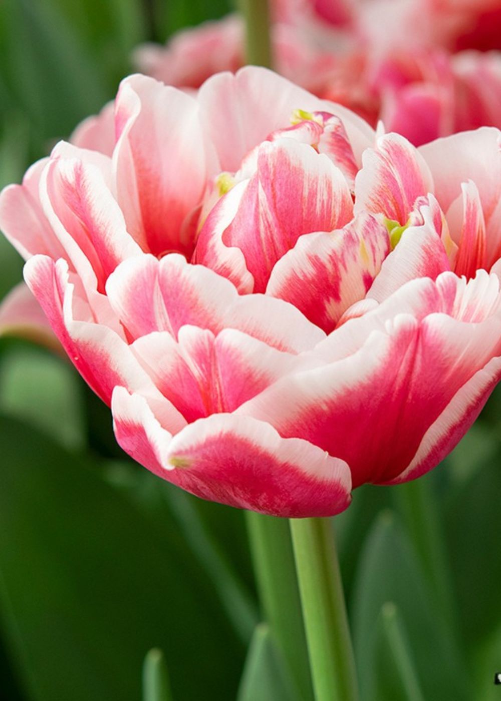 Pre - Cooled Let's Dance Tulip Bulbs - Menagerie Farm & Flower