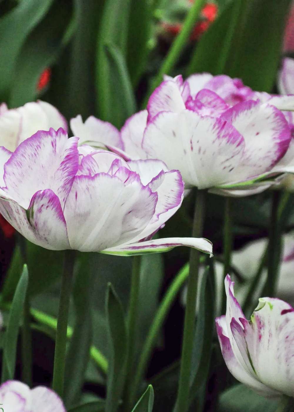 Pre - Cooled Shirley Tulip Bulbs - Menagerie Farm &amp; Flower