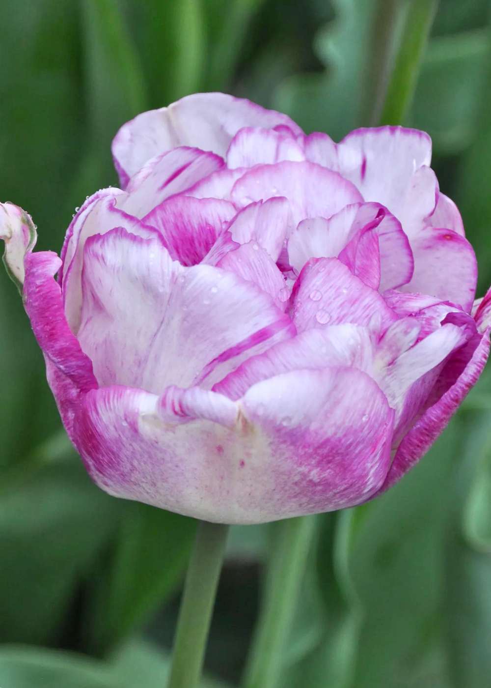 Pre - Cooled Shirley Tulip Bulbs - Menagerie Farm &amp; Flower