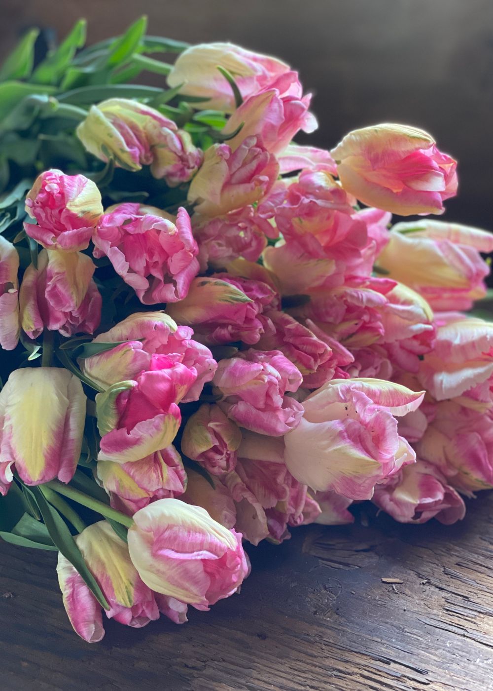 Pre - Cooled Silver Parrot Tulip Bulbs - Menagerie Farm & Flower