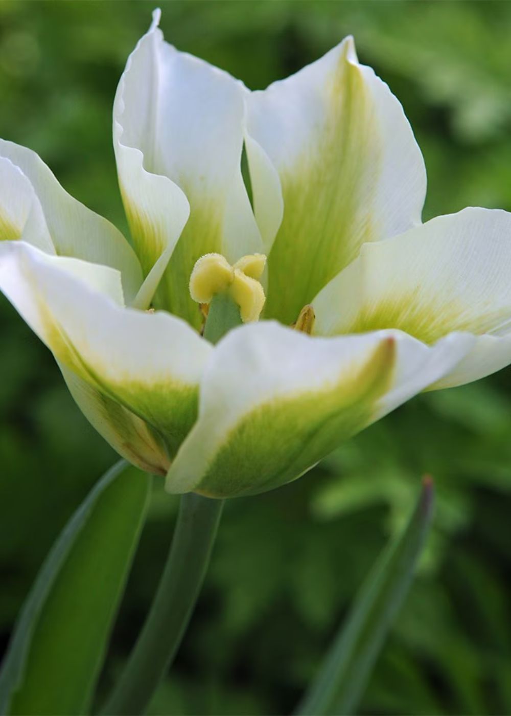 Pre - Cooled Spring Green Tulip Bulbs - Menagerie Farm & Flower