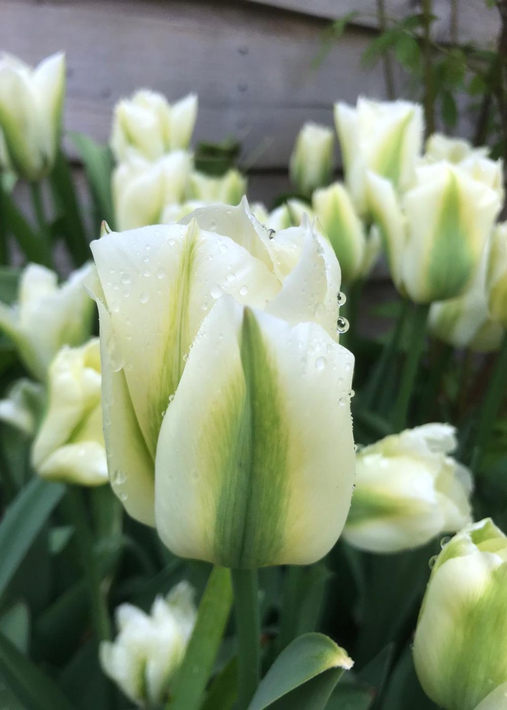 Pre - Cooled Spring Green Tulip Bulbs - Menagerie Farm & Flower