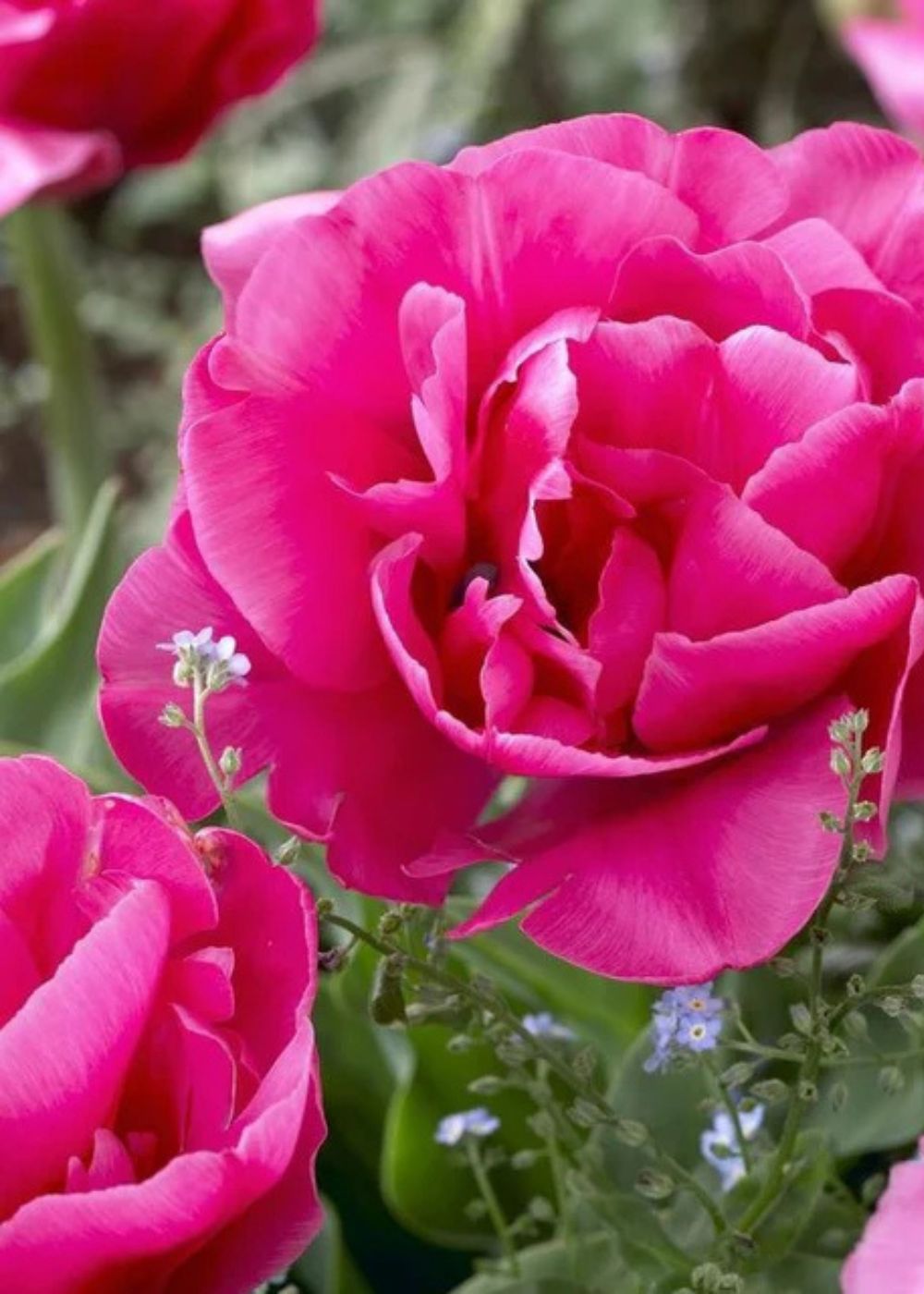 Pre - Cooled Sunset Tropical Tulip Bulbs - Menagerie Farm &amp; Flower
