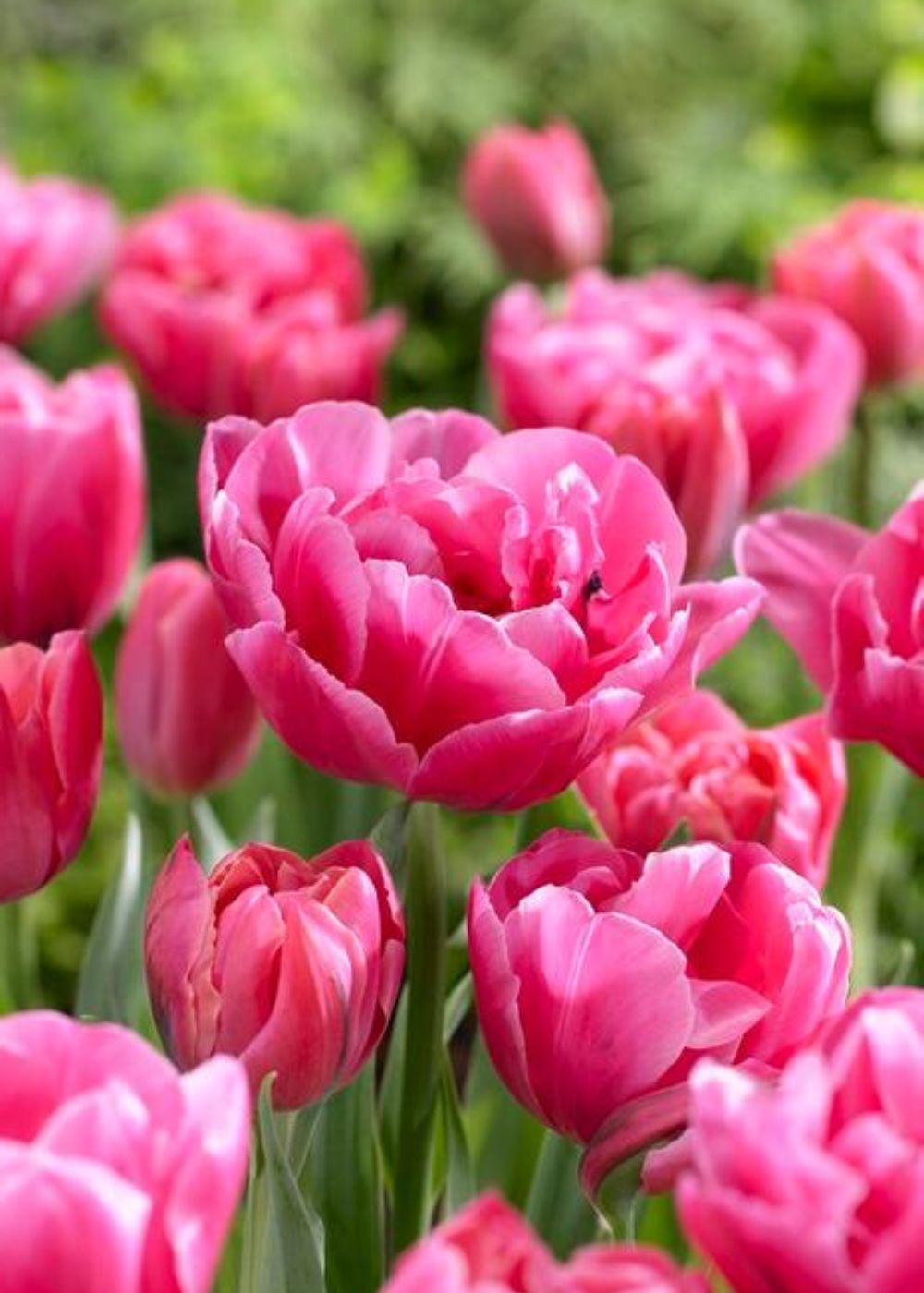 Pre - Cooled Sunset Tropical Tulip Bulbs - Menagerie Farm & Flower
