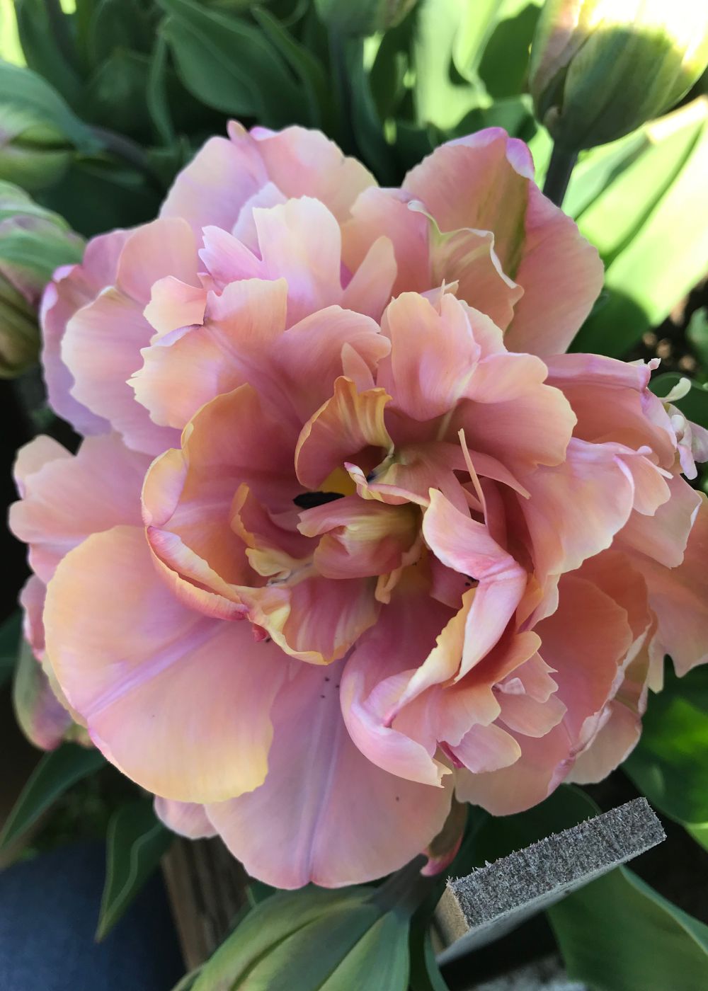 Pre - Cooled Sweet Pink Tulip Bulbs - Menagerie Farm & Flower