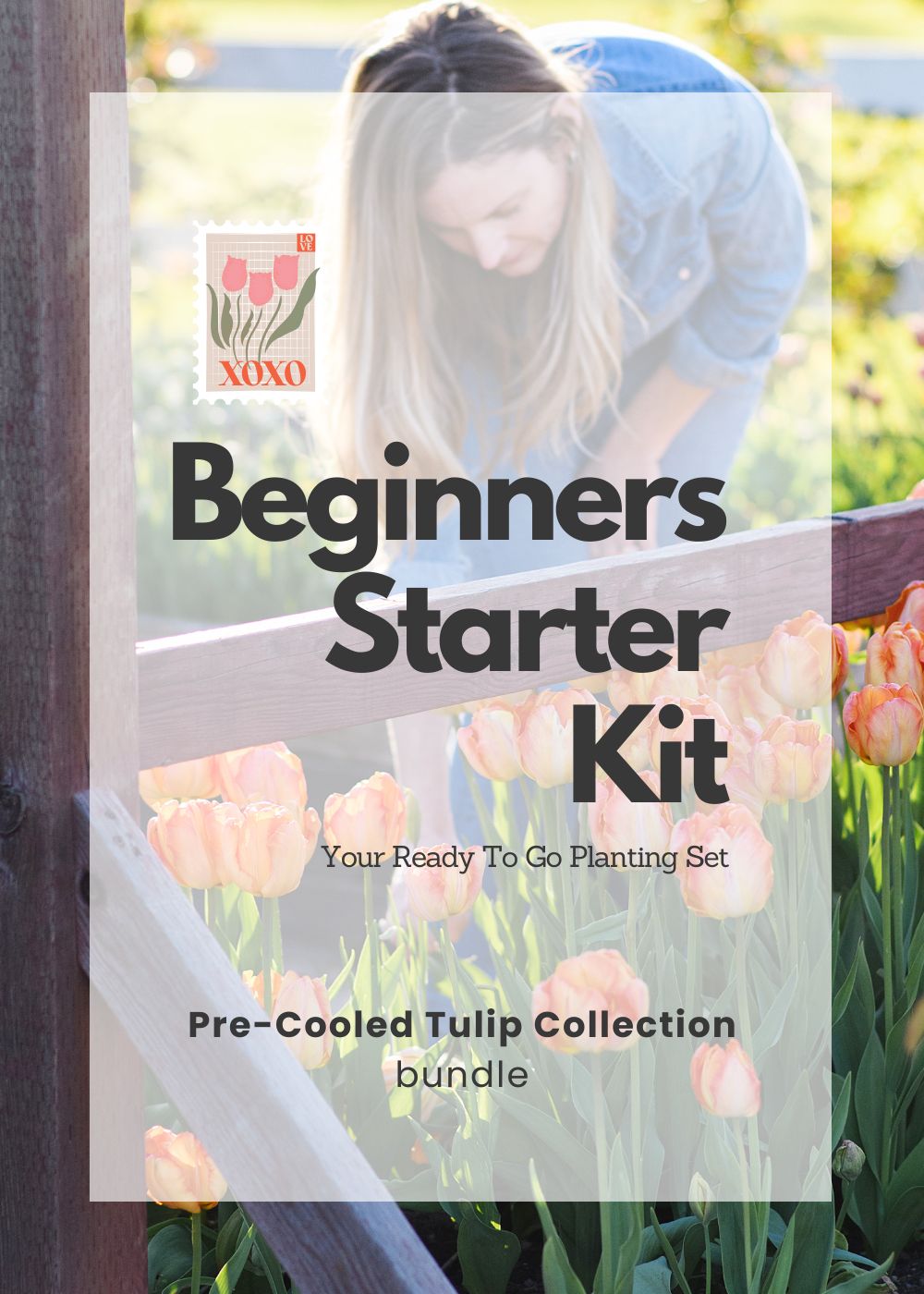Pre - Cooled Tulip Bulbs Beginner&#39;s Starter Kit - Menagerie Farm &amp; Flower