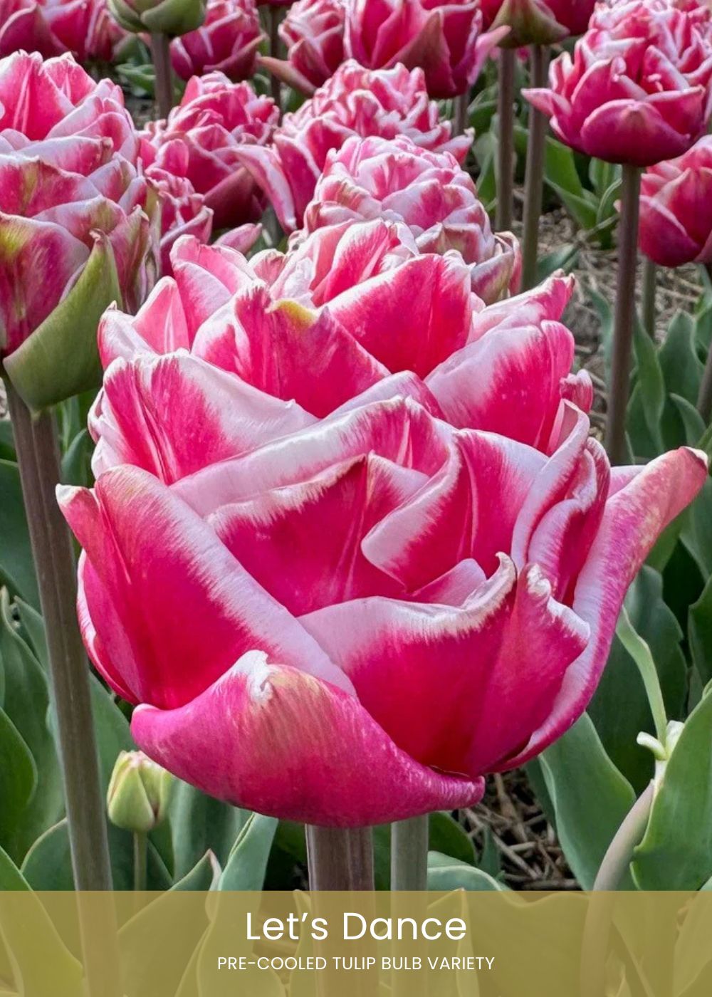 Pre - Cooled Tulip Bulbs Bold &amp; Bright Collection - Menagerie Farm &amp; Flower