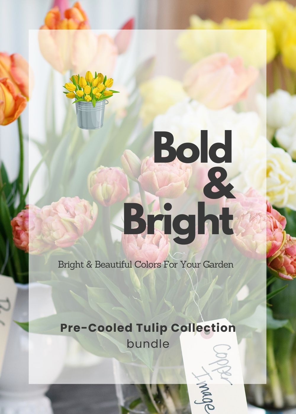 Pre - Cooled Tulip Bulbs Bold & Bright Collection - Menagerie Farm & Flower