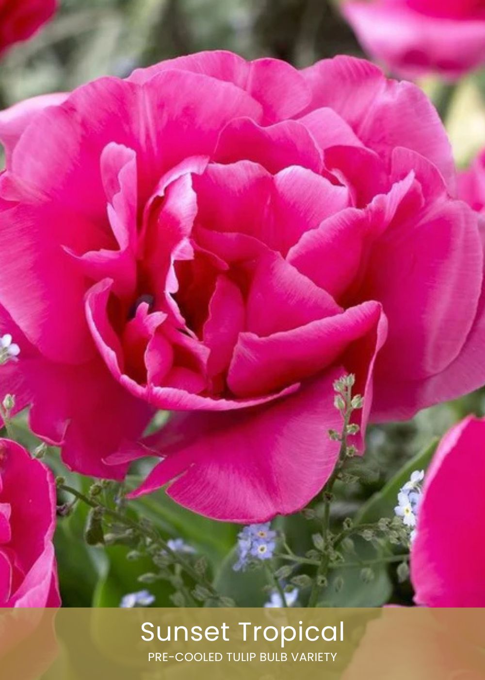Pre - Cooled Tulip Bulbs Bold &amp; Bright Collection - Menagerie Farm &amp; Flower