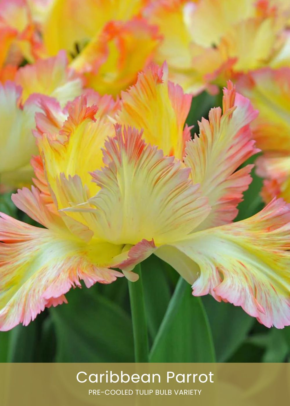 Pre - Cooled Tulip Bulbs Bold &amp; Bright Collection - Menagerie Farm &amp; Flower