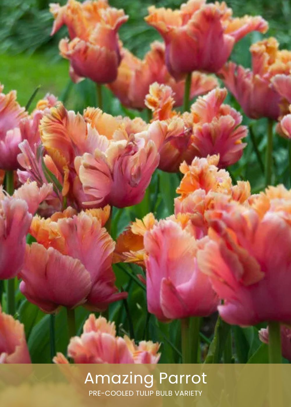 Pre - Cooled Tulip Bulbs Bold &amp; Bright Collection - Menagerie Farm &amp; Flower