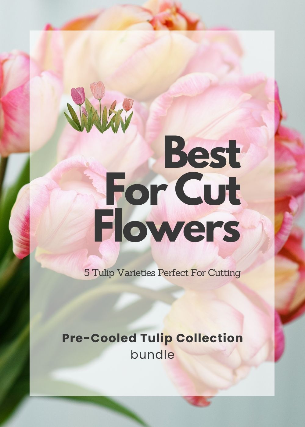 Pre - Cooled Tulip Bulbs Cut Flower Collection - Menagerie Farm &amp; Flower