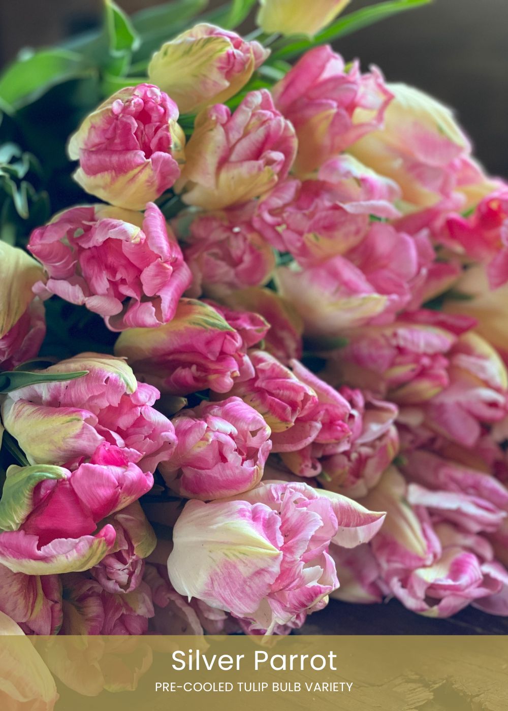 Pre - Cooled Tulip Bulbs Easy To Grow Collection - Menagerie Farm &amp; Flower