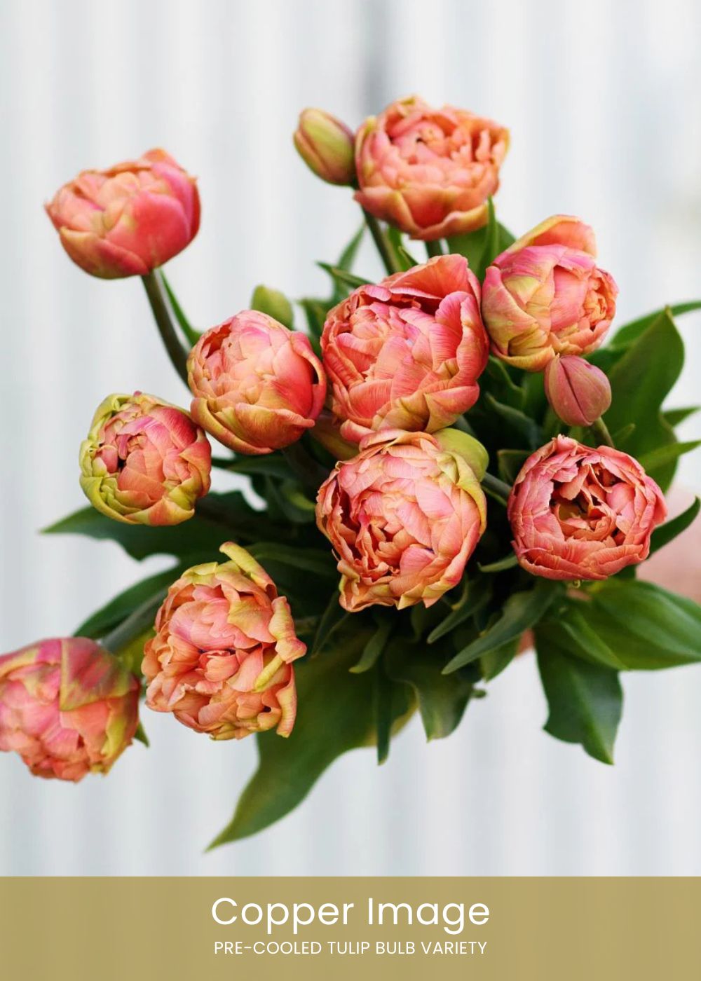 Pre - Cooled Tulip Bulbs Beginner's Starter Kit - Menagerie Farm & Flower