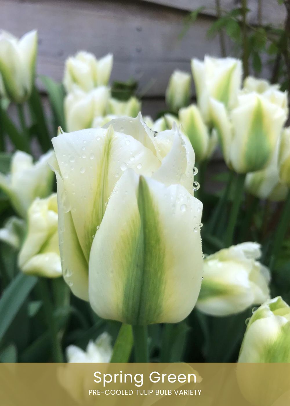 Pre - Cooled Tulip Bulbs Easy To Grow Collection - Menagerie Farm & Flower