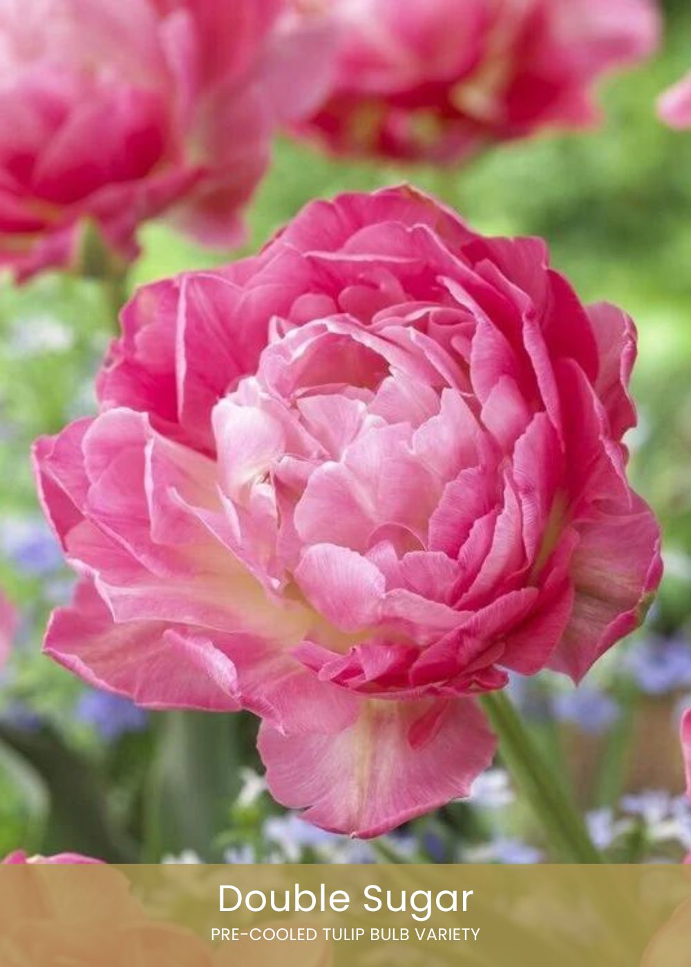 Pre - Cooled Tulip Bulbs Easy To Grow Collection - Menagerie Farm &amp; Flower
