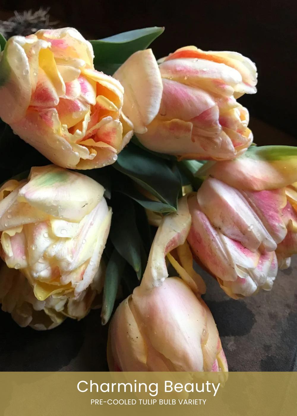 Pre - Cooled Tulip Bulbs Easy To Grow Collection - Menagerie Farm &amp; Flower