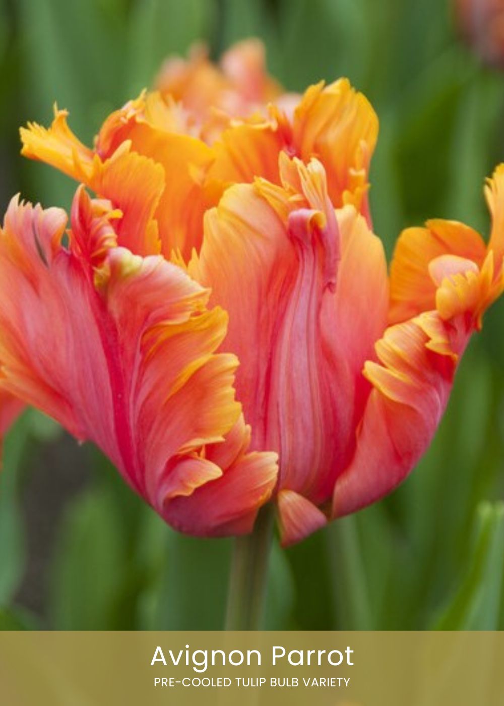Pre - Cooled Tulip Bulbs Over The Rainbow Collection - Menagerie Farm &amp; Flower