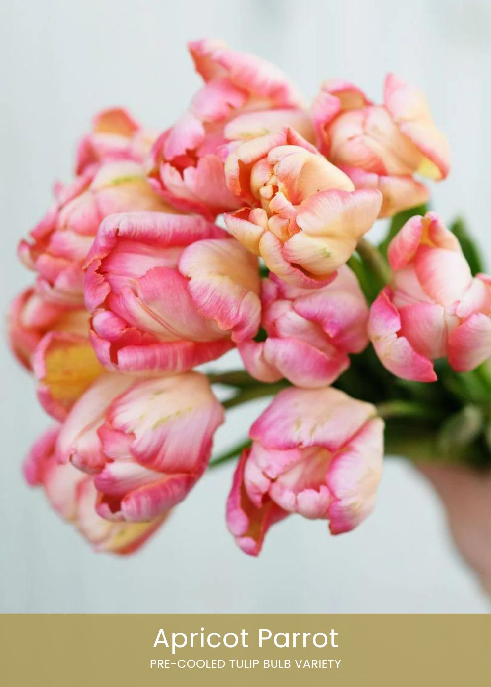 Pre - Cooled Tulip Bulbs Pretty In Pink Collection - Menagerie Farm & Flower