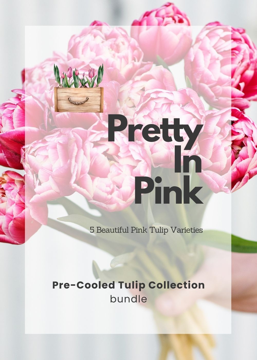 Pre - Cooled Tulip Bulbs Pretty In Pink Collection - Menagerie Farm &amp; Flower