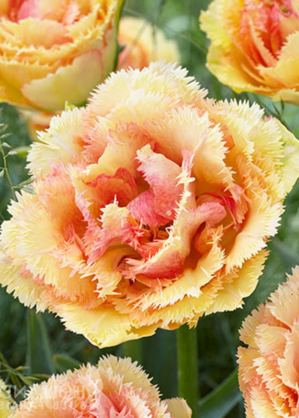 Pre - Cooled Vaya Con Dios Tulip Bulbs - Menagerie Farm &amp; Flower