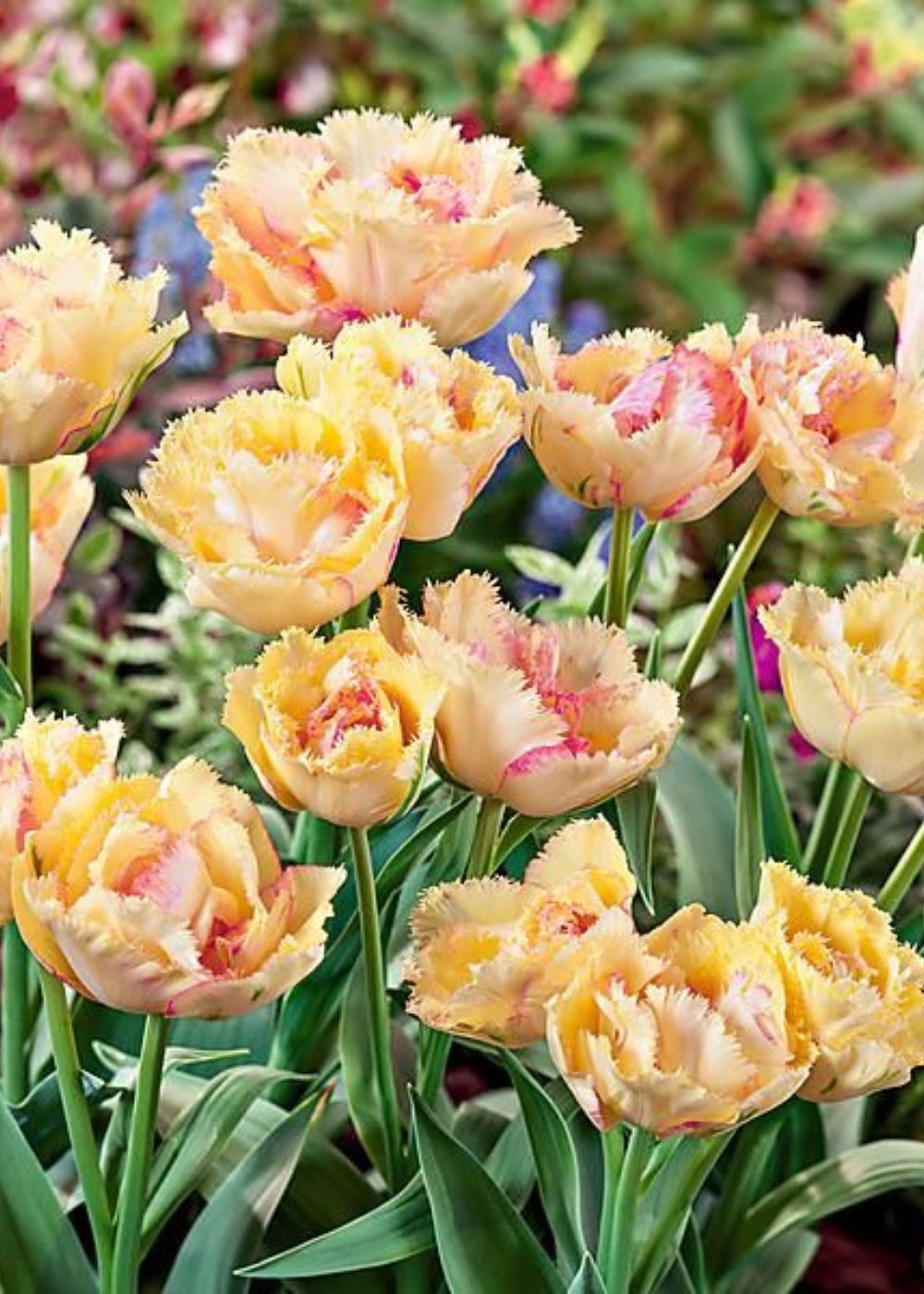 Pre - Cooled Vaya Con Dios Tulip Bulbs - Menagerie Farm & Flower