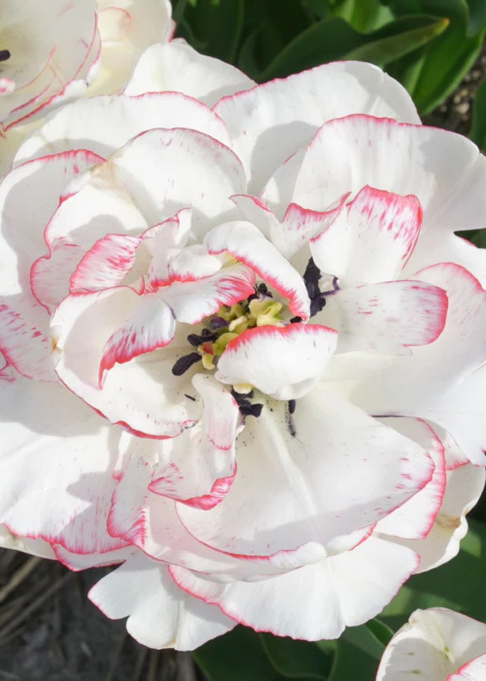 Pre - Cooled Wild Romance Tulip Bulbs - Menagerie Farm & Flower