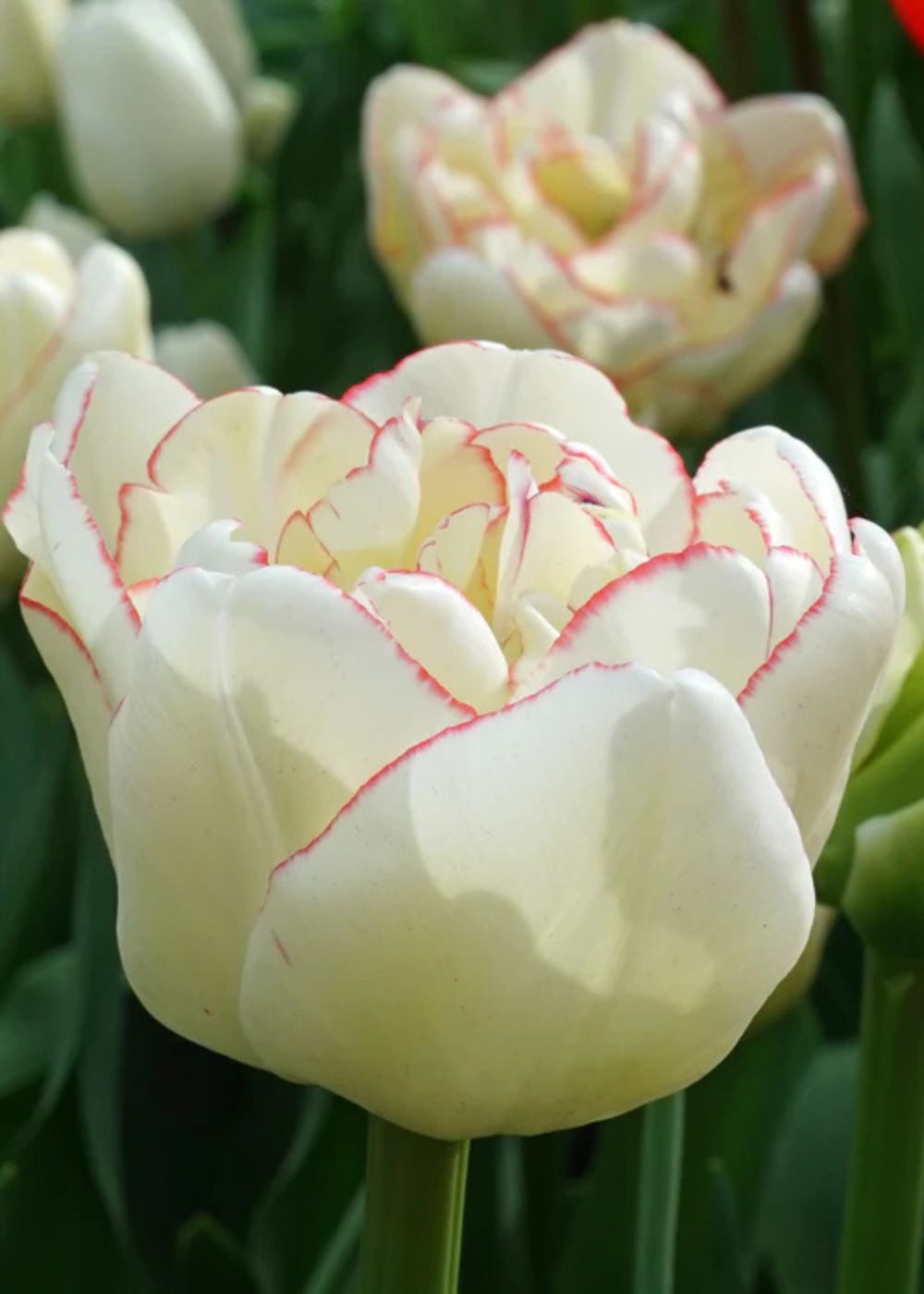 Pre - Cooled Wild Romance Tulip Bulbs - Menagerie Farm & Flower