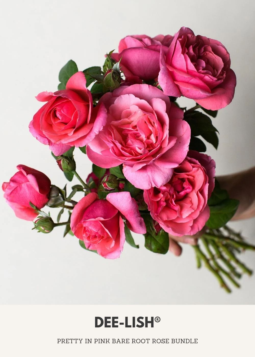 Pretty In Pink Bare Root Rose Collection - Menagerie Farm &amp; Flower