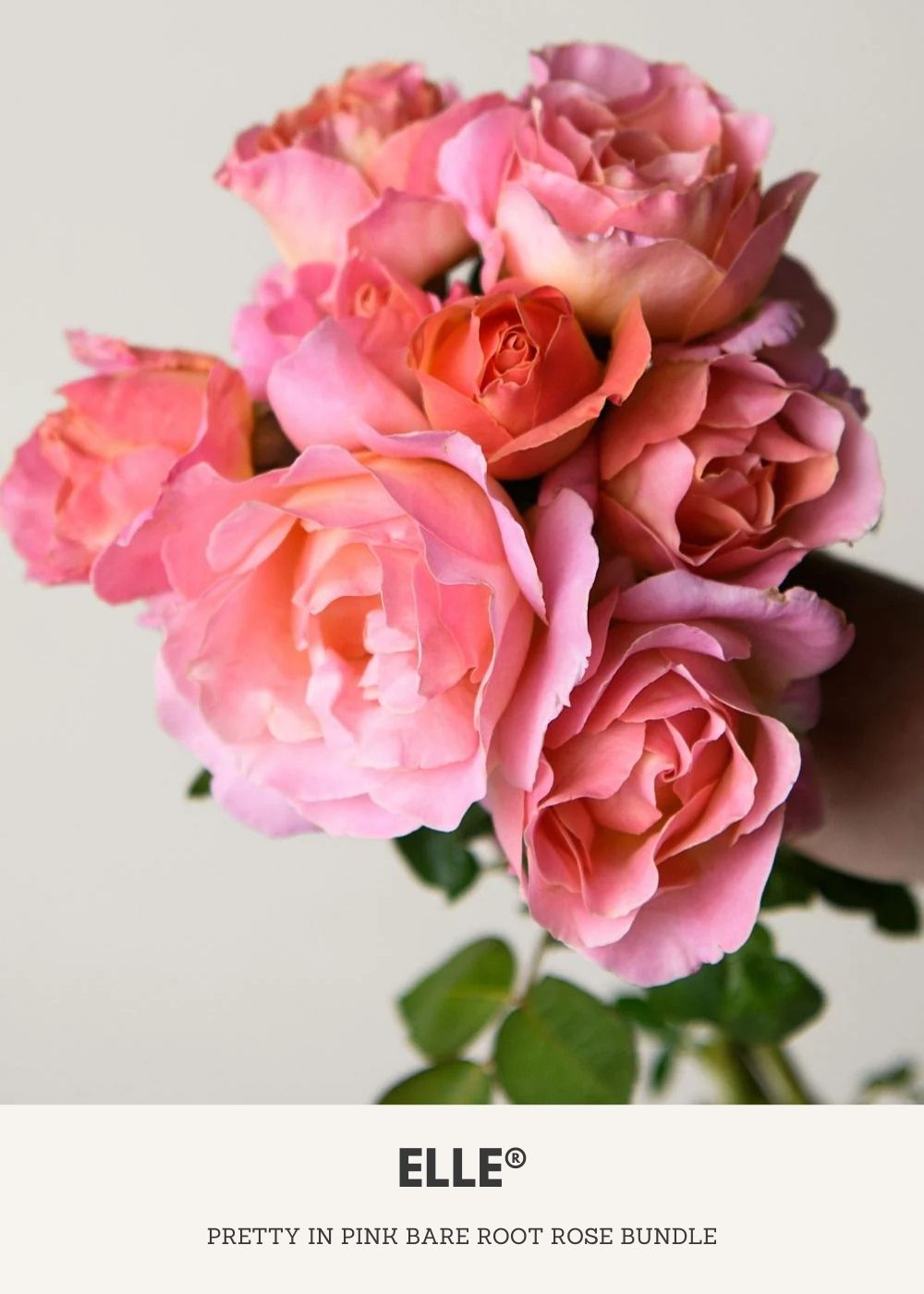 Pretty In Pink Bare Root Rose Collection - Menagerie Farm &amp; Flower