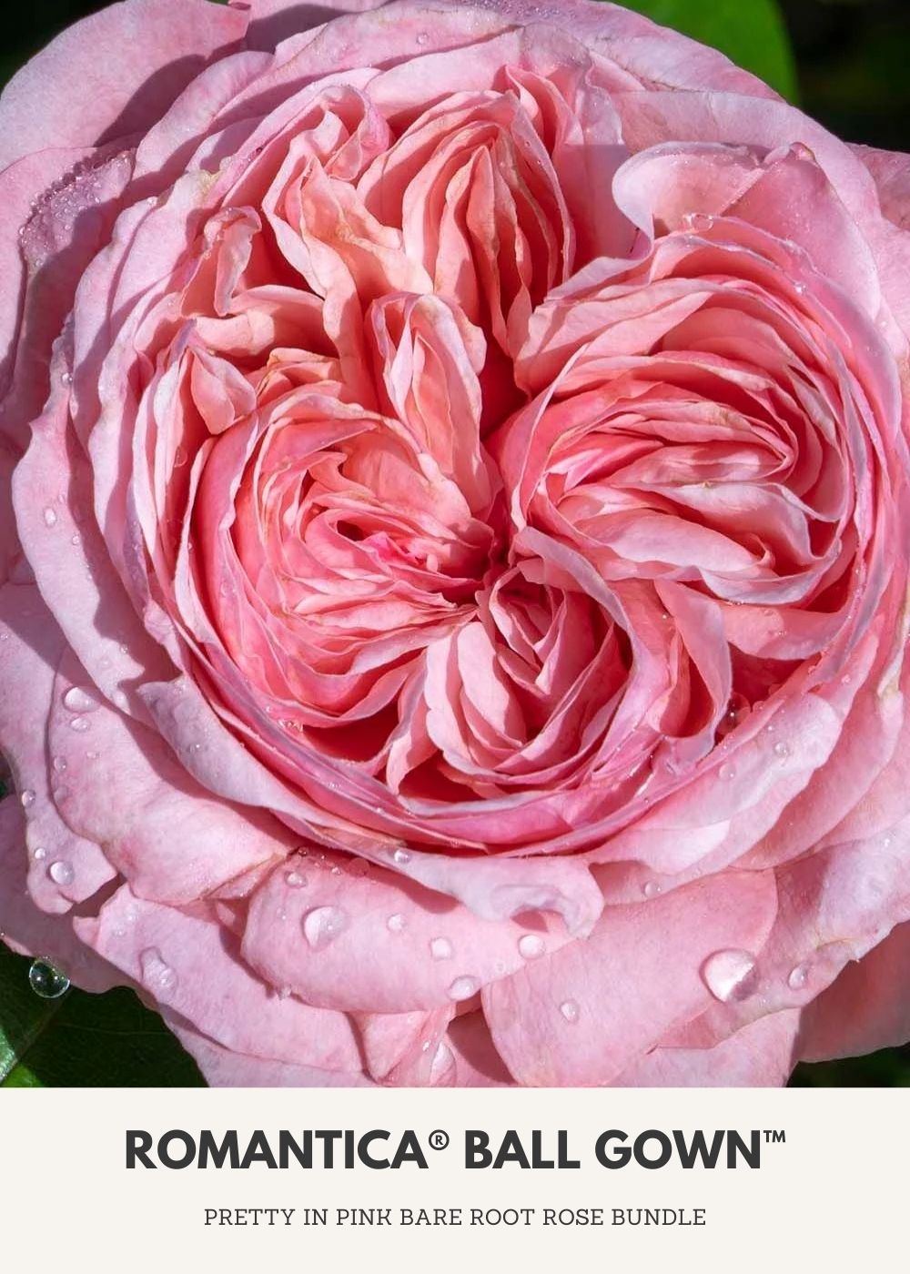 Pretty In Pink Bare Root Rose Collection - Menagerie Farm &amp; Flower