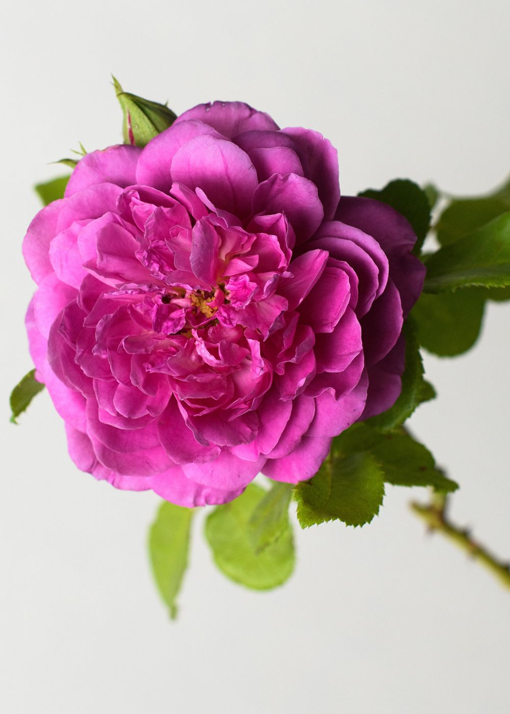 Princess Anne™ Rose Bare Root - Menagerie Farm & Flower