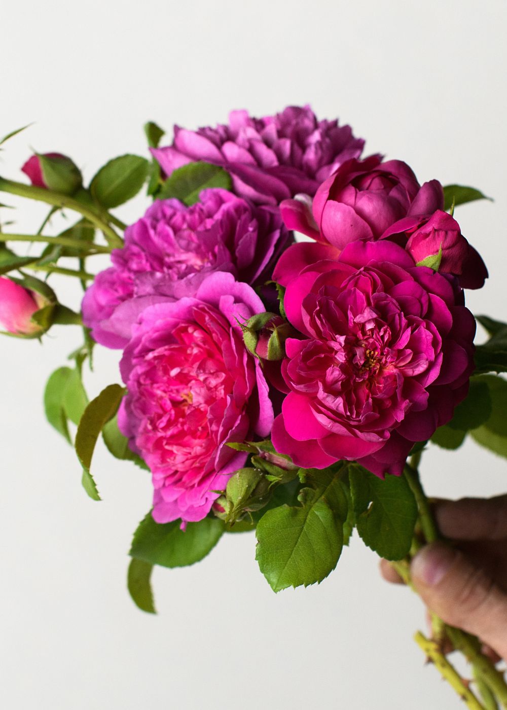 Princess Anne™ Rose Bare Root - Menagerie Farm & Flower