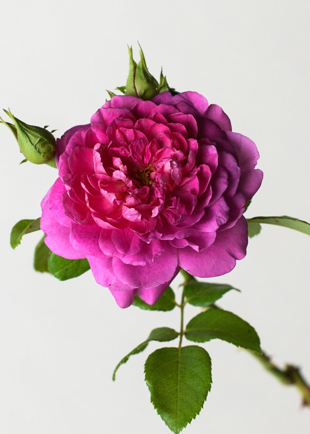 Princess Anne™ Rose Bare Root - Menagerie Farm & Flower