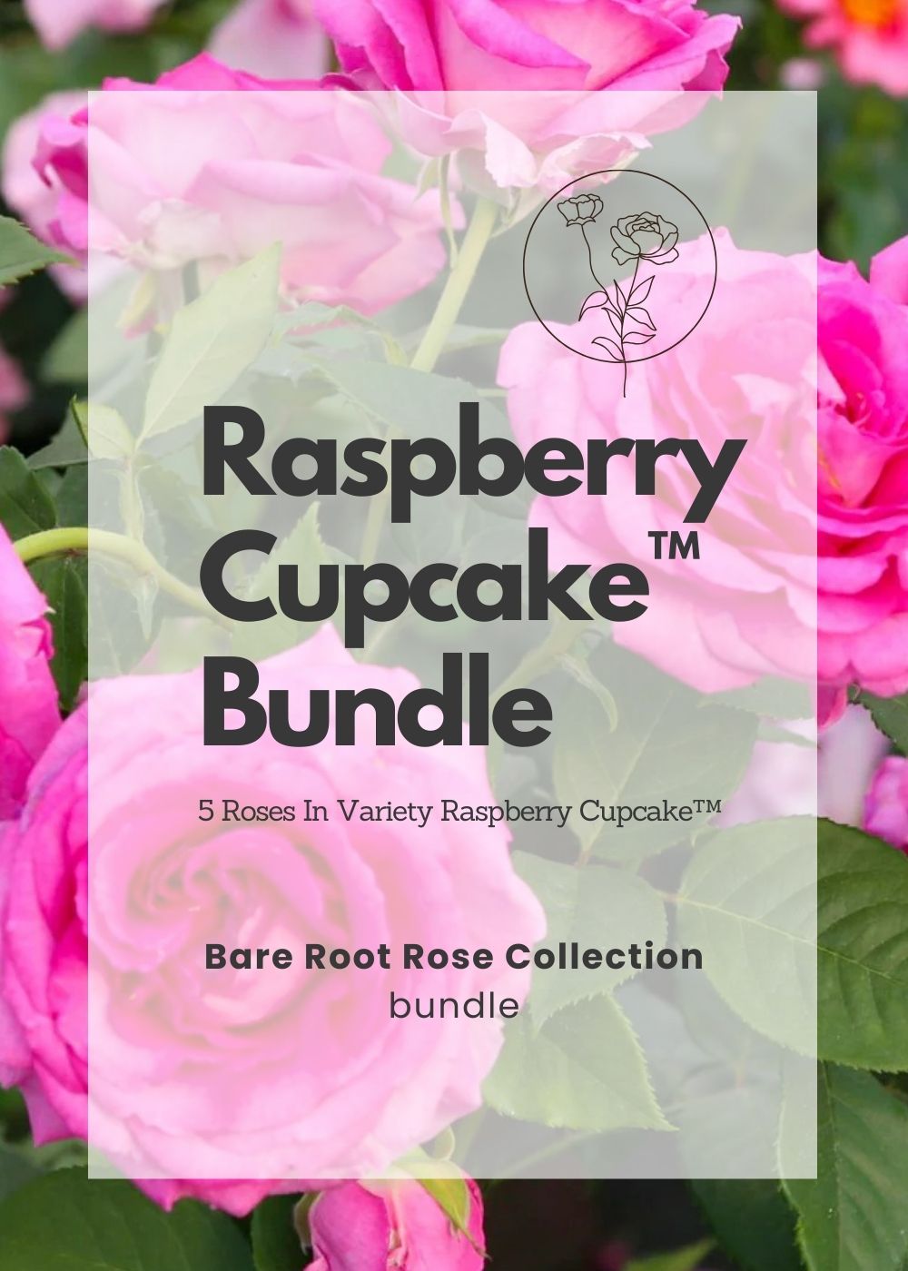 Raspberry Cupcake™ Bare Root Rose Bundle of 5 Roses - Menagerie Farm &amp; Flower