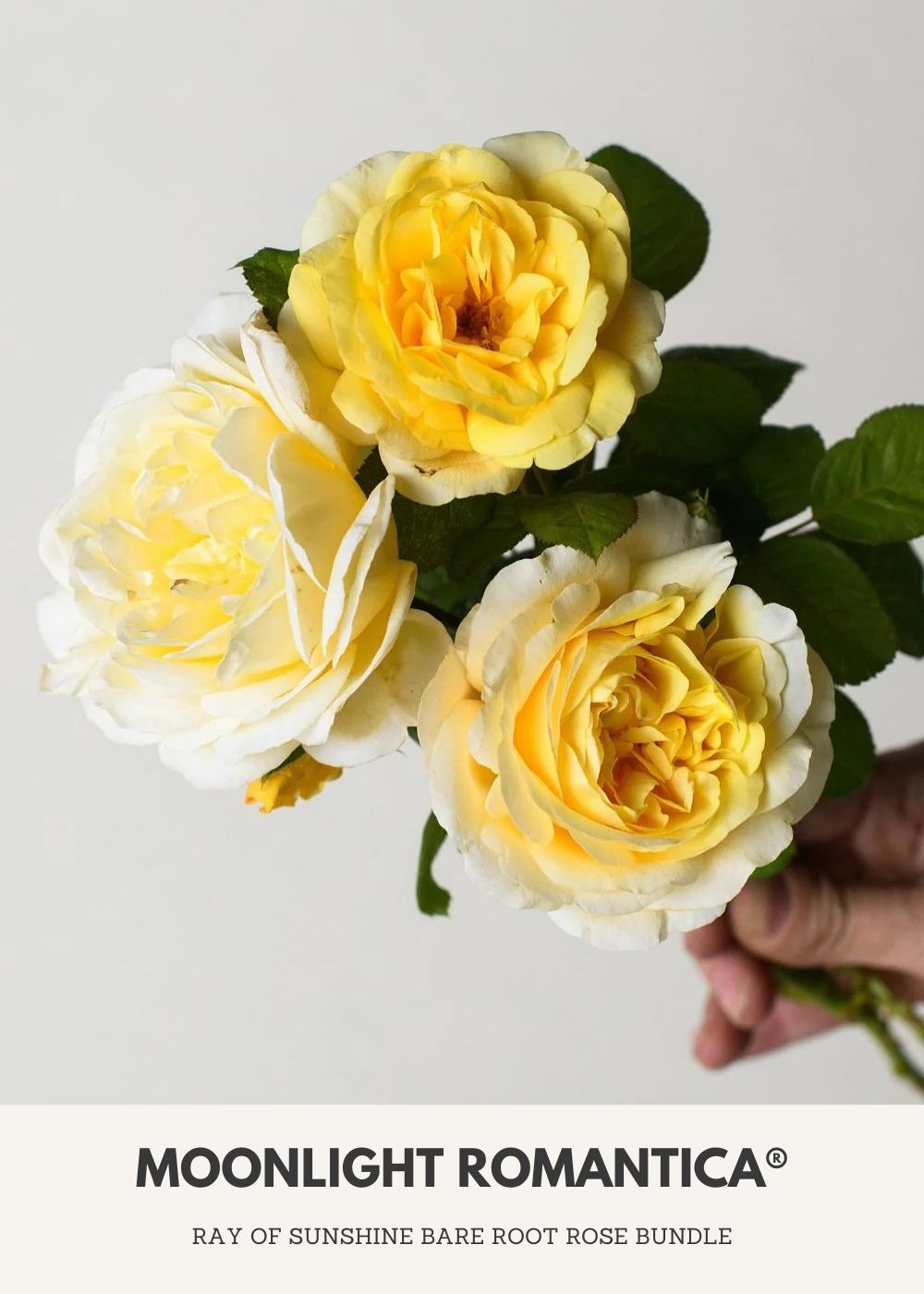 Ray Of Sunshine Bare Root Rose Collection - Menagerie Farm &amp; Flower