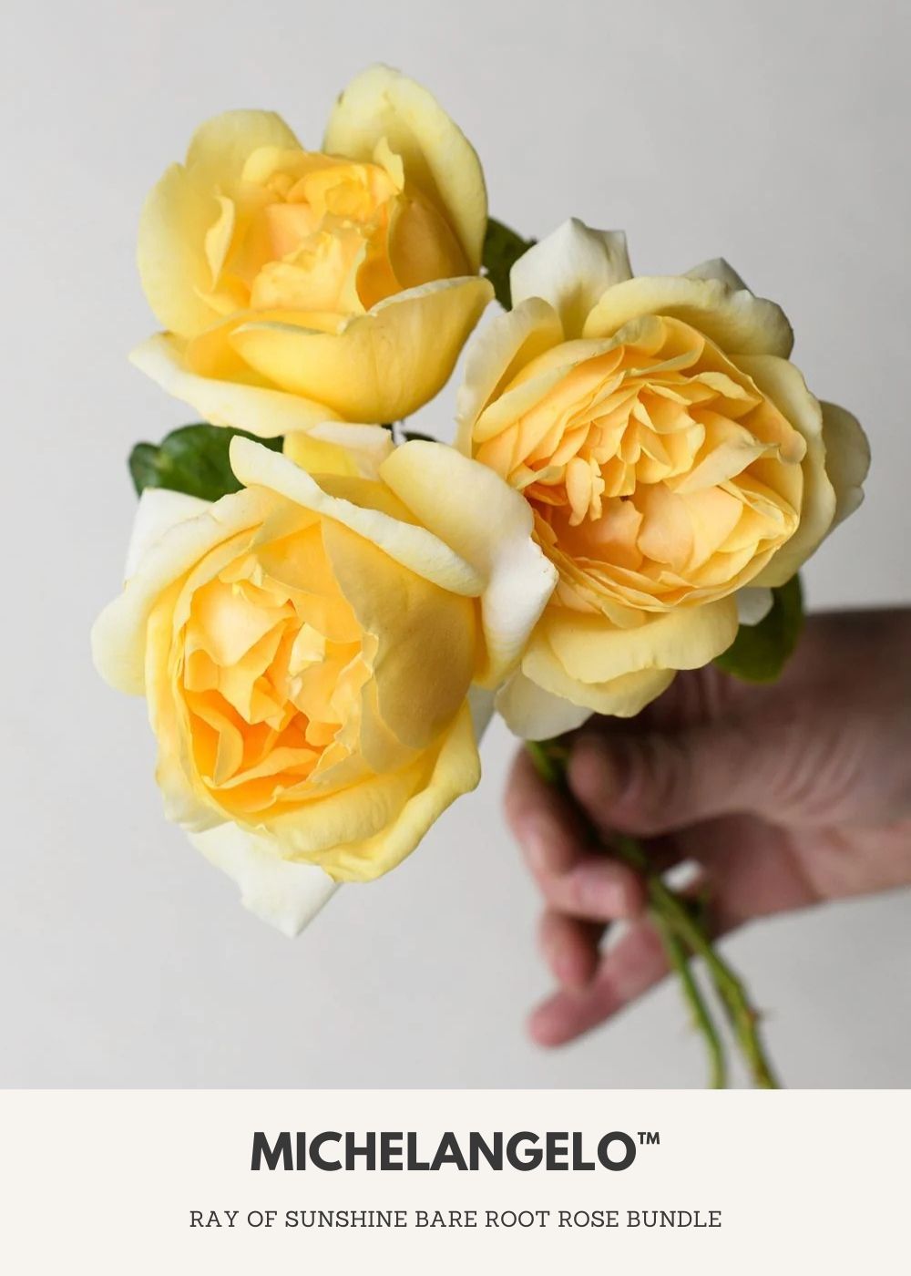 Ray Of Sunshine Bare Root Rose Collection - Menagerie Farm &amp; Flower