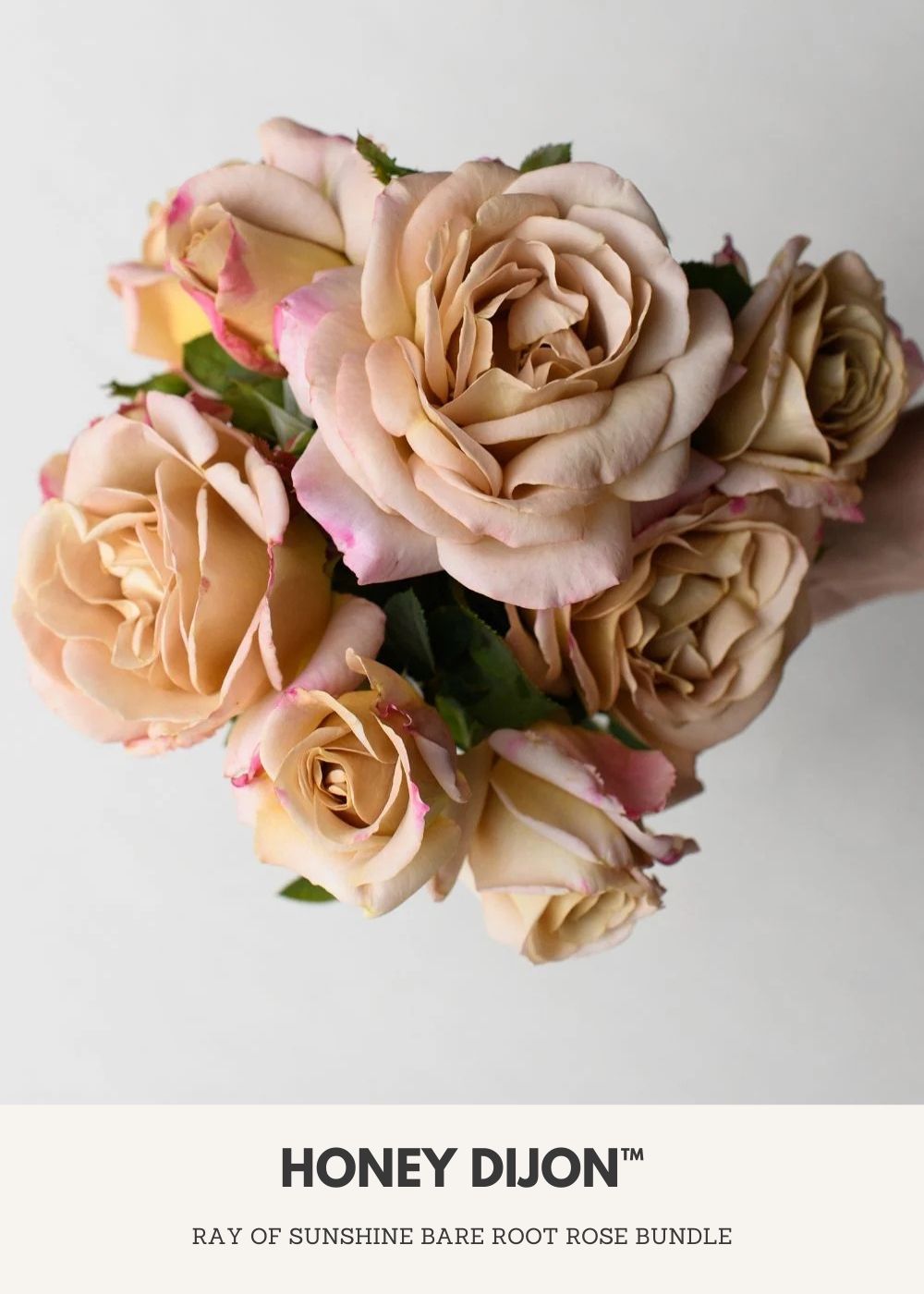 Ray Of Sunshine Bare Root Rose Collection - Menagerie Farm &amp; Flower