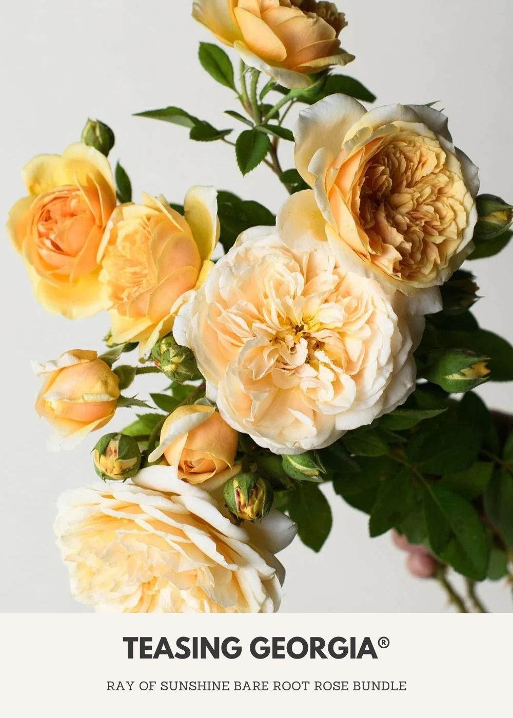 Ray Of Sunshine Bare Root Rose Collection - Menagerie Farm &amp; Flower